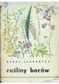 Rośliny borów