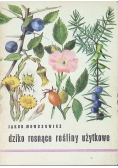 Dziko rosnące rośliny użytkowe