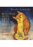 Dlaczego oczy kota świecą w nocy