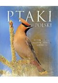 Ptaki Polski