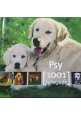 Psy 1001 fotografi