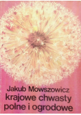 Krajowe chwasty polne i grodowe