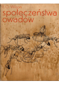Społeczeństwa owadów