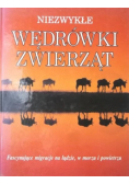 Niezwykłe wędrówki zwierząt