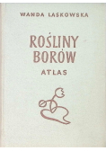 Rośliny Borów atlas