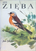Zięba