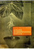 Uprawa hydroponiczna roślin