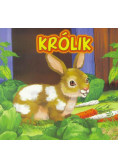Królik