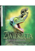 Zwierzęta Encyklopedia ilustrowana