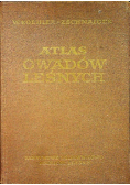 Atlas owadów leśnych
