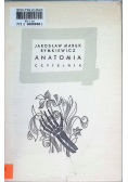 Anatomia