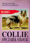 Collie owczarek szkocki