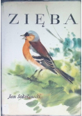 Zięba