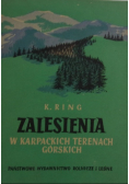 Zalesienia w Karpackich terenach górskich