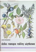 Dziko rosnące rośliny użytkowe