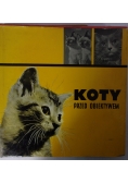 Koty przed obiektywem