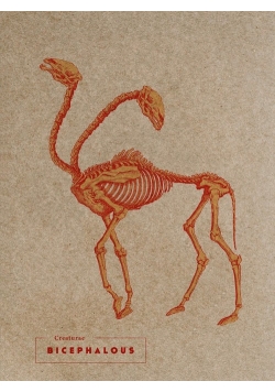 Notes Bicephalous