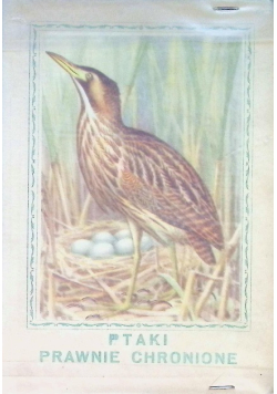 Ptaki Prawnie Chronione