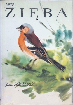 Zięba