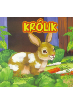 Królik