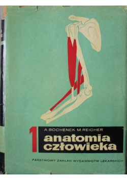 Anatomia człowieka