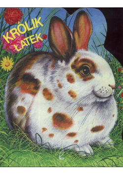 królik łatek